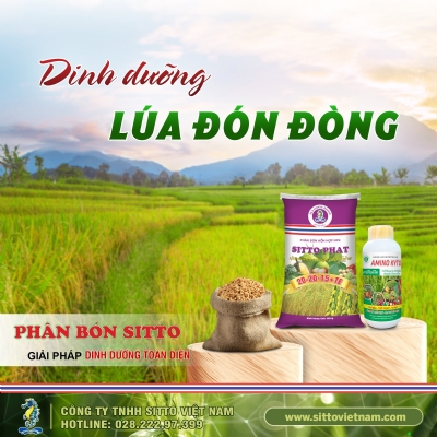 Công ty TNHH Sitto Việt Nam
