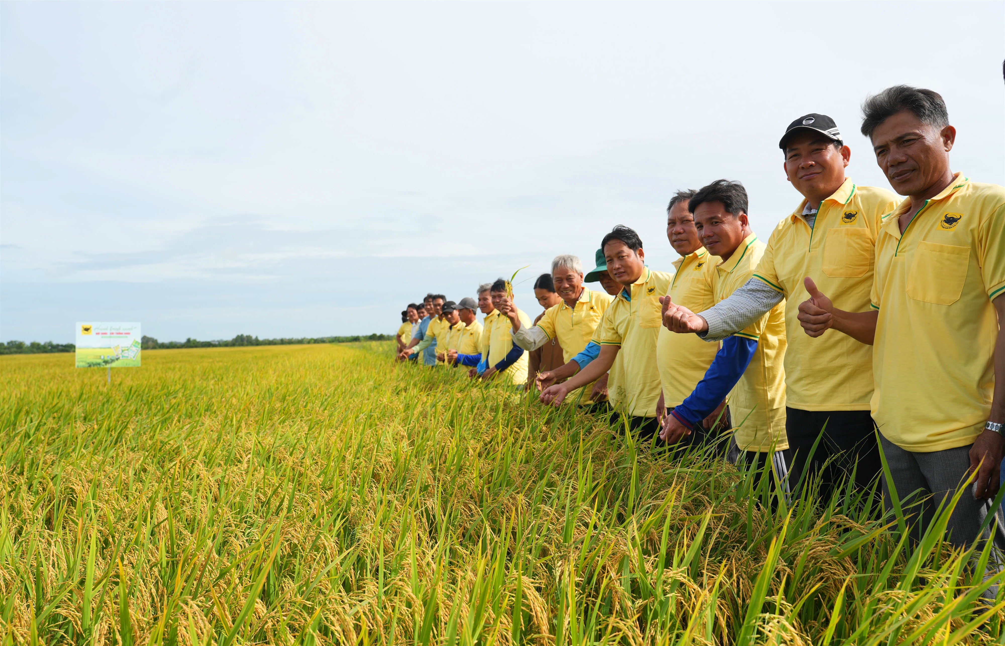 Đại biểu, cán bộ kỹ thuật và nông dân tham quan ruộng trình diễn tại HTX Nông nghiệp Thuận Phú, ghi nhận hiệu quả mô hình giúp tăng năng suất, giảm giá thành sản xuất và nâng lợi nhuận trên vùng đất phèn Tứ giác Long Xuyên. (Ảnh: HTX)
